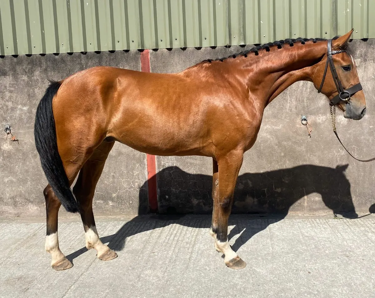 Horse - Image 3
