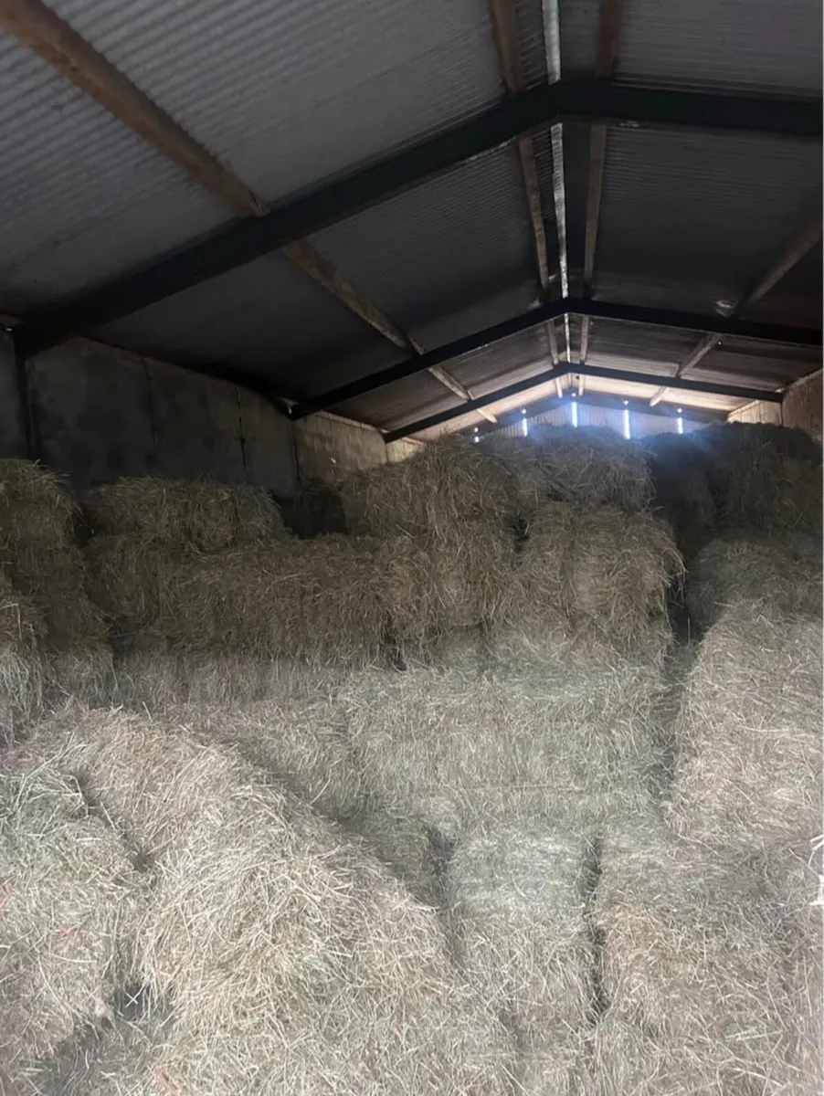 Hay
