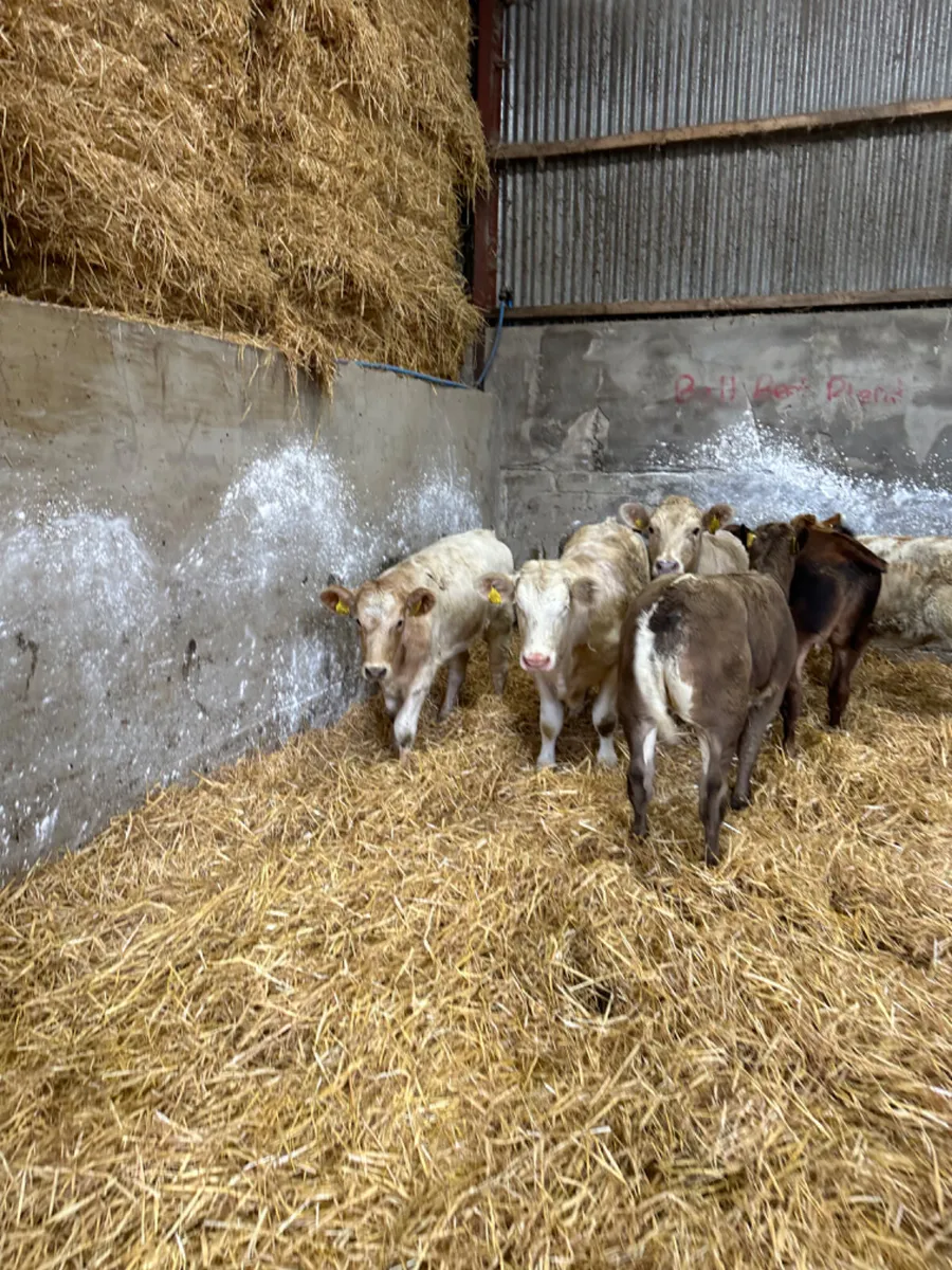 Charolais and lim heifers - Image 1