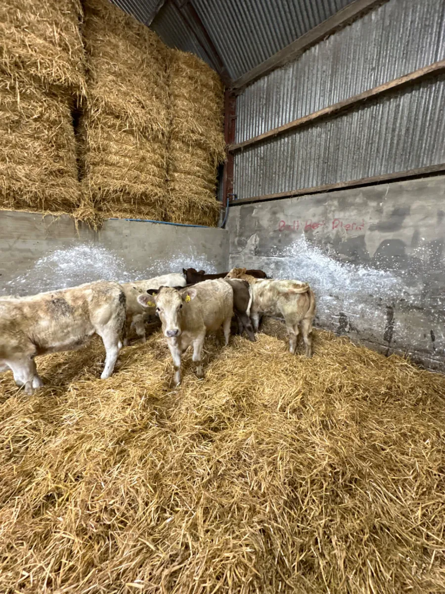 Charolais and lim heifers - Image 3
