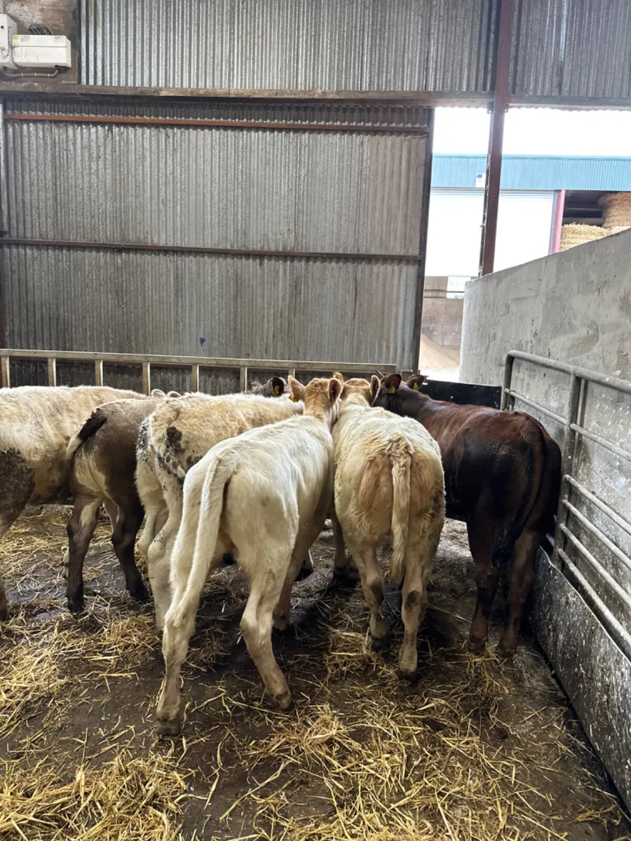Charolais and lim heifers - Image 4