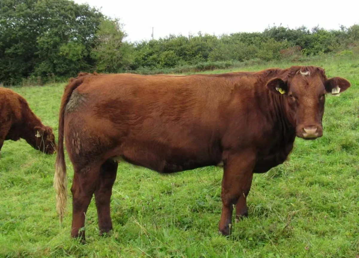U Grade BB 5* Rep Heifer out of  Ped Saler cow - Image 1