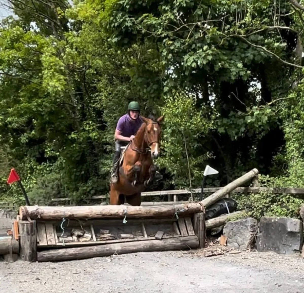 Horse - Image 1