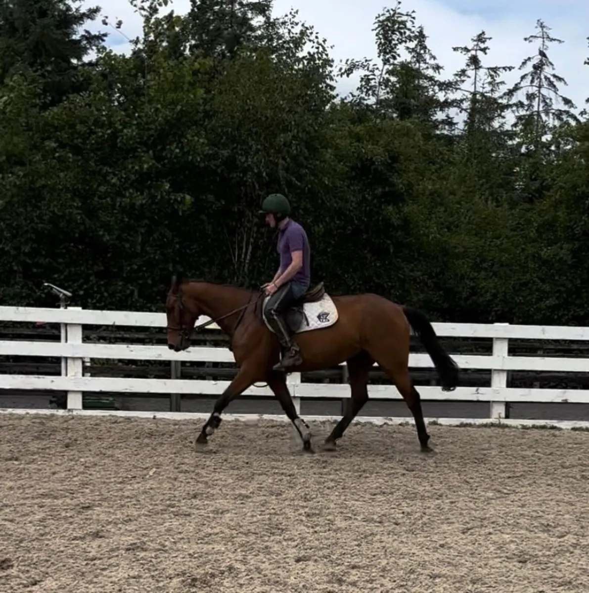 Horse - Image 2