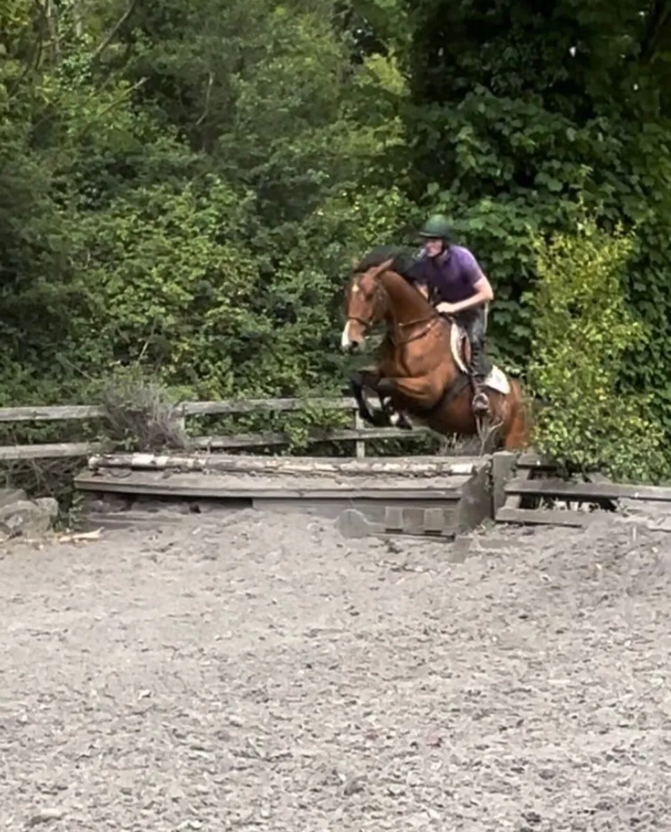Horse - Image 3