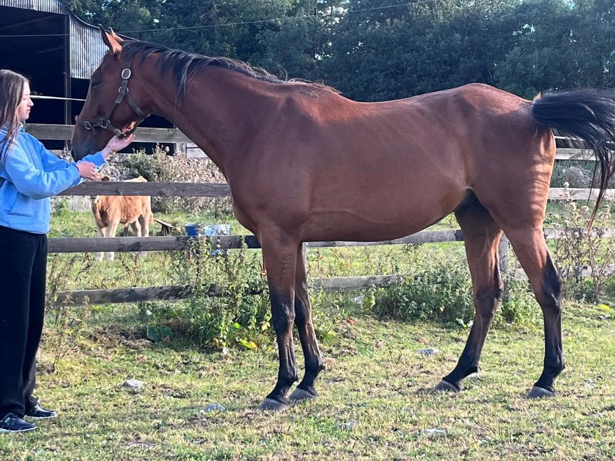 Horse - Image 4