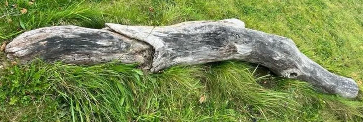 Timber
