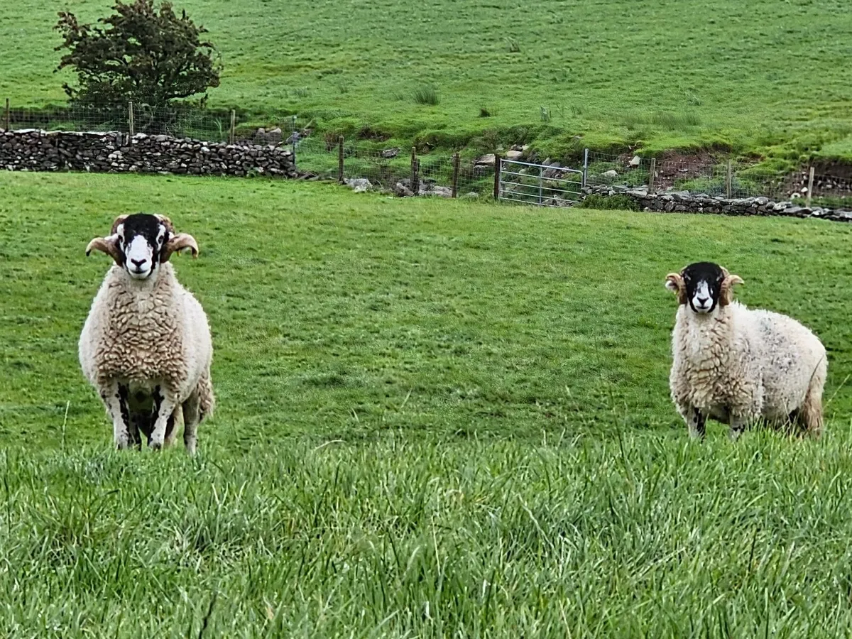Swale Hogget Rams  SIS approved - Image 2