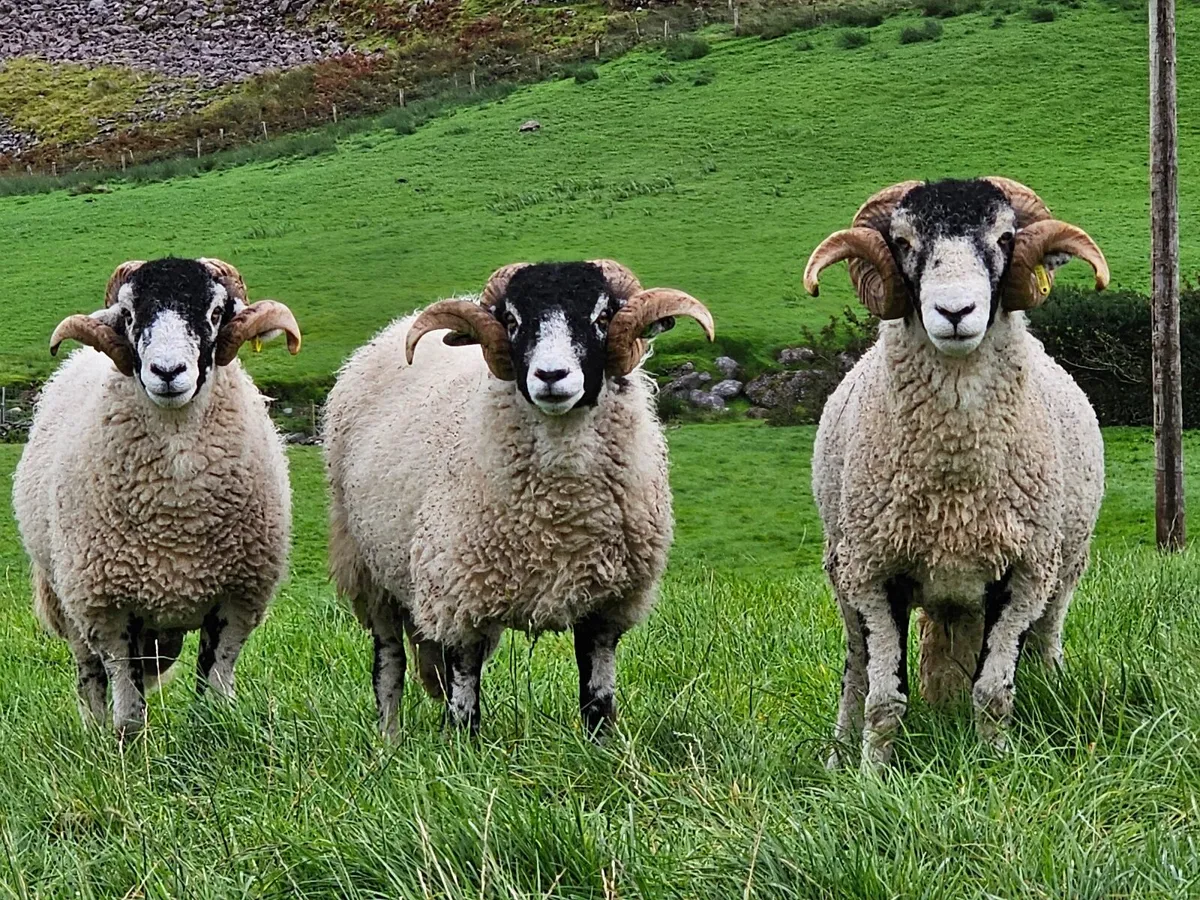 Swale Hogget Rams  SIS approved - Image 3