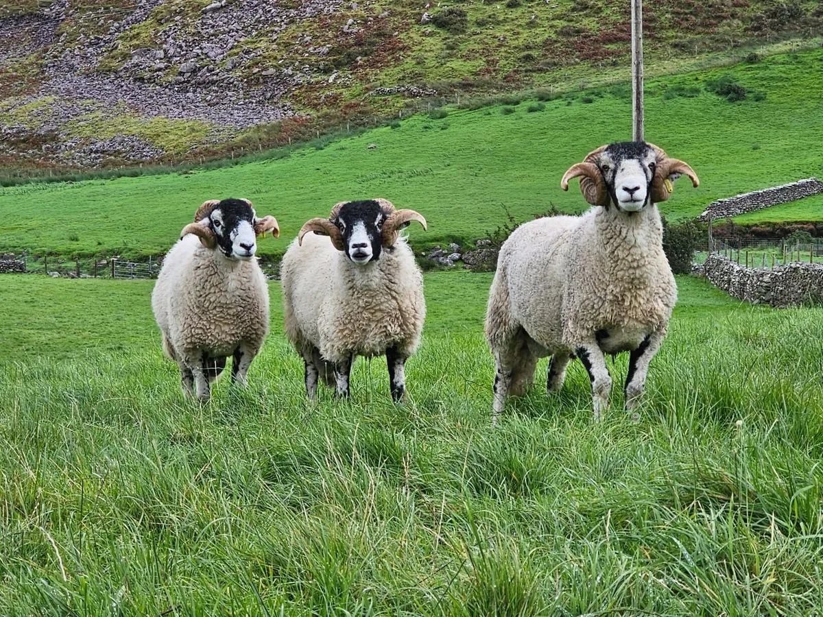 Swale Hogget Rams  SIS approved - Image 4