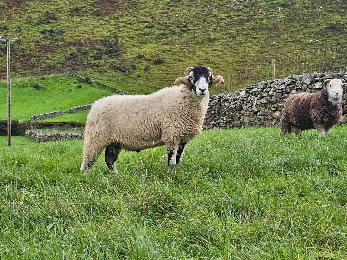 Swale Hogget Rams  SIS approved - Image 1