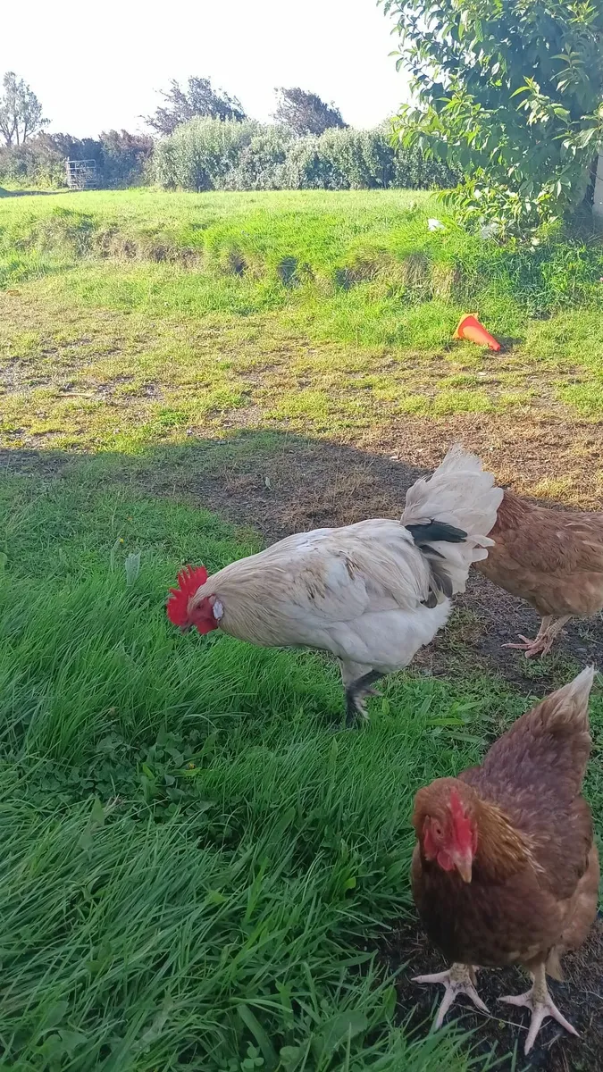 Roosters Free to a good home - Image 1