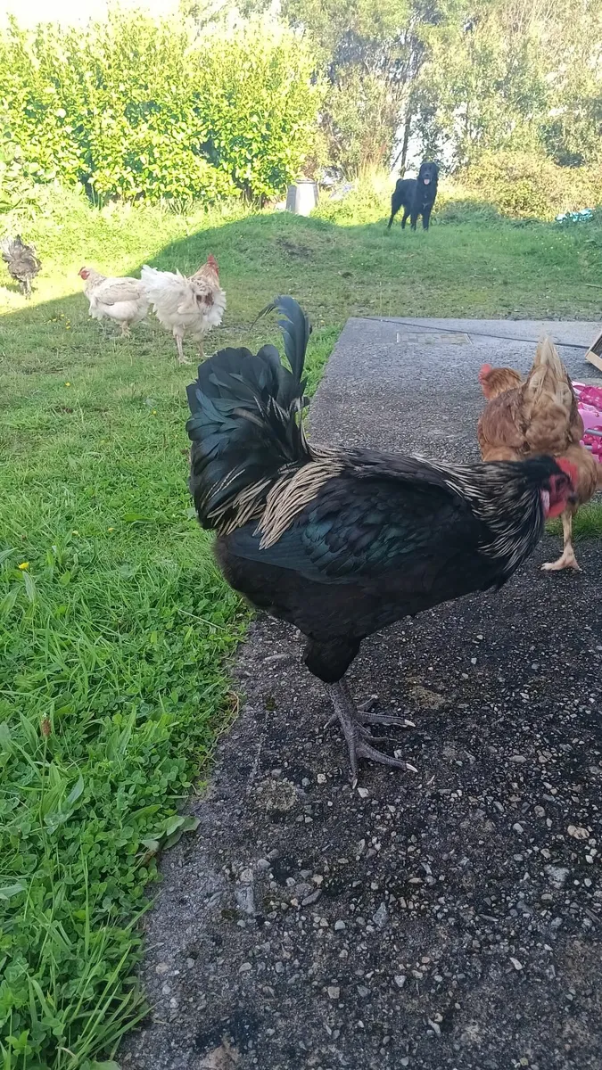 Roosters Free to a good home - Image 2
