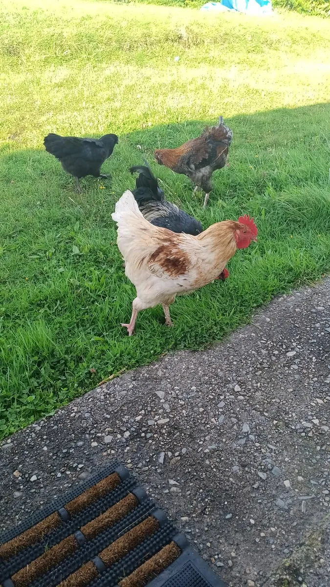 Roosters Free to a good home - Image 3