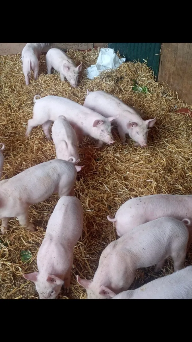 Large White X Landrace Bonhams