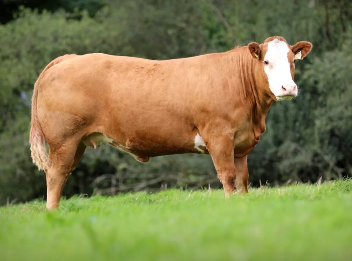 Incalf heifers for sale - Image 1