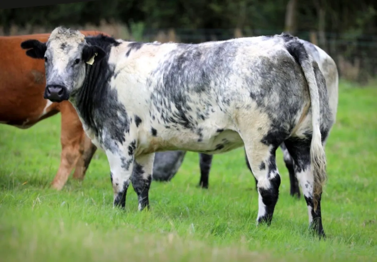 Incalf heifers for sale - Image 2