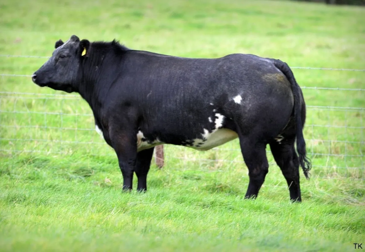 Incalf heifers for sale - Image 4