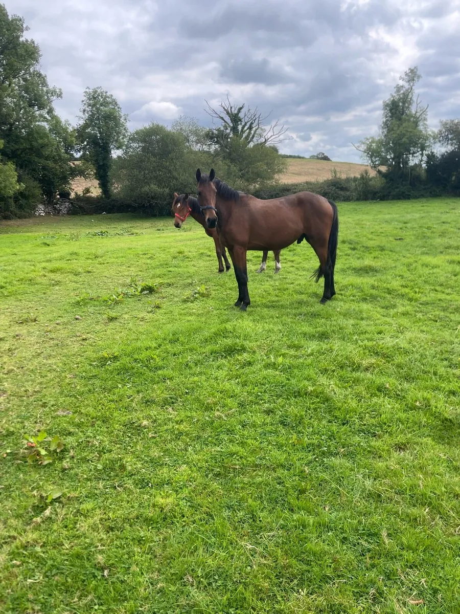 3yr old tih geldings - Image 1