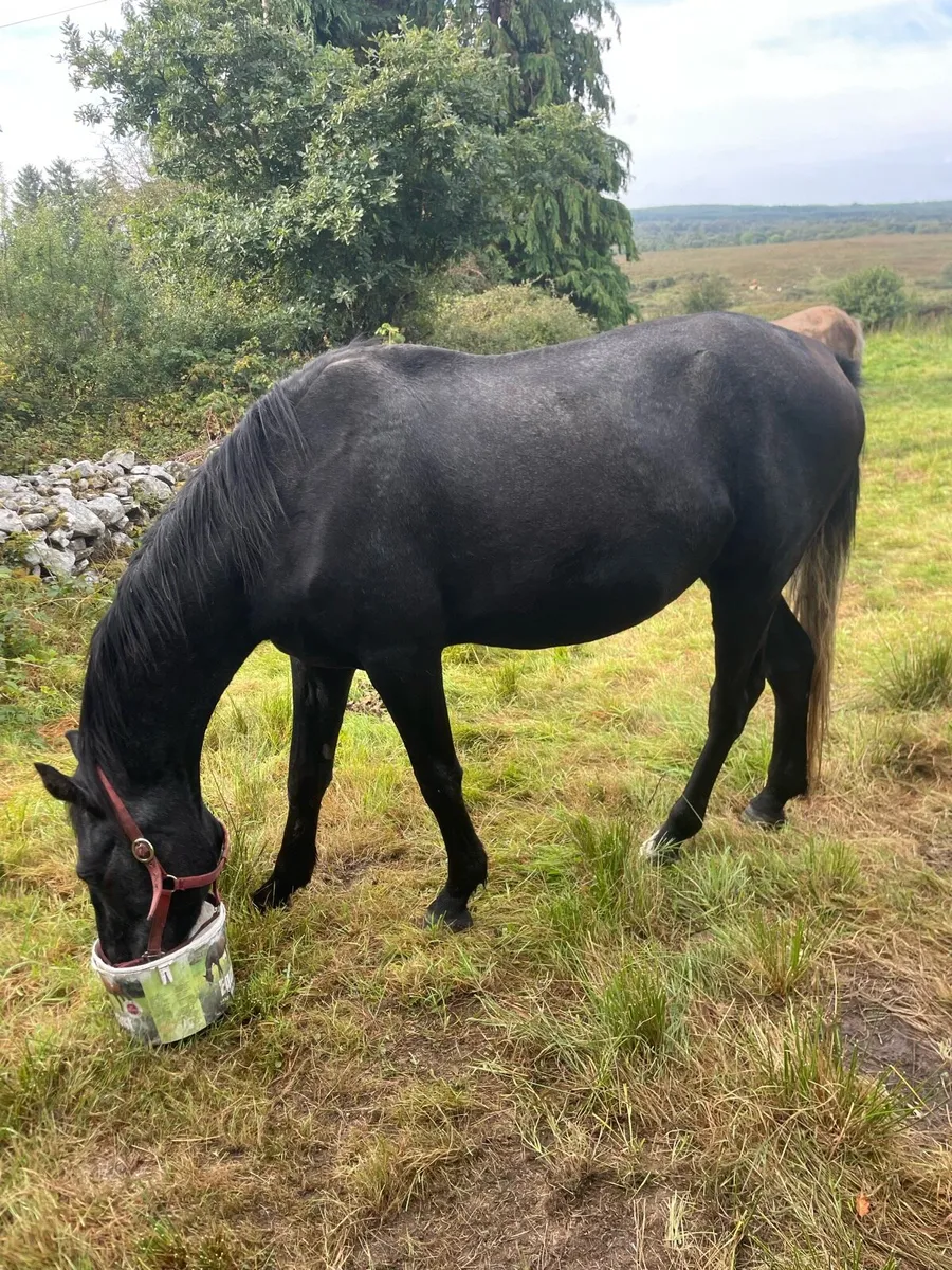 3yr old tih geldings - Image 3
