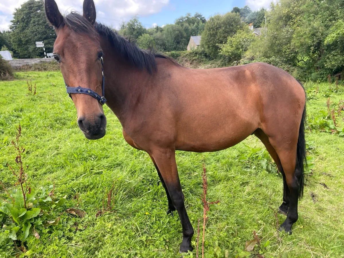 3yr old tih geldings - Image 4