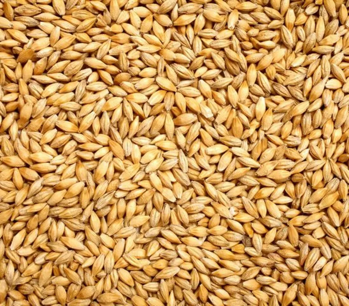 Certified Organic Wheat