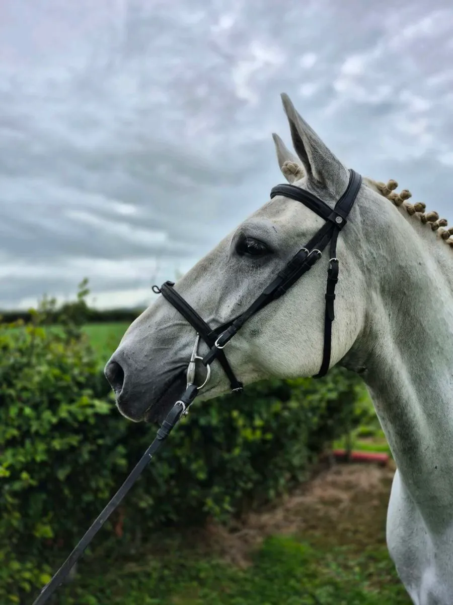 17hh ID Gelding - Image 2