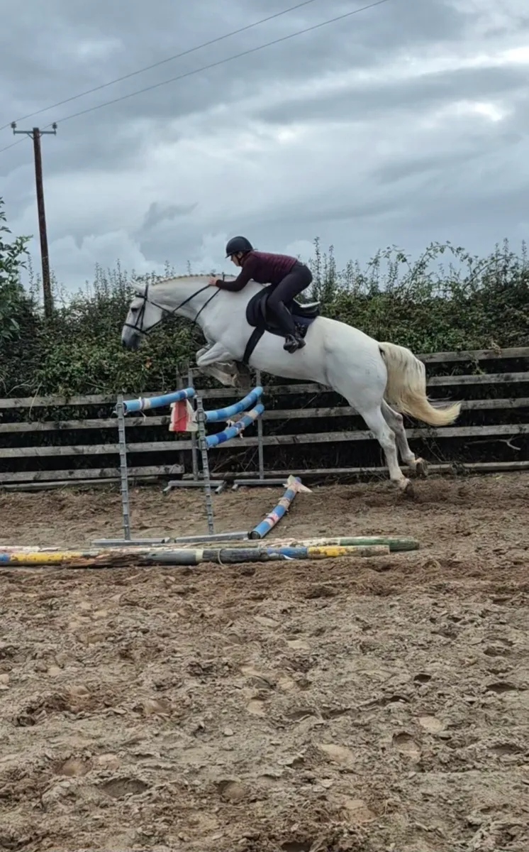17hh ID Gelding - Image 3