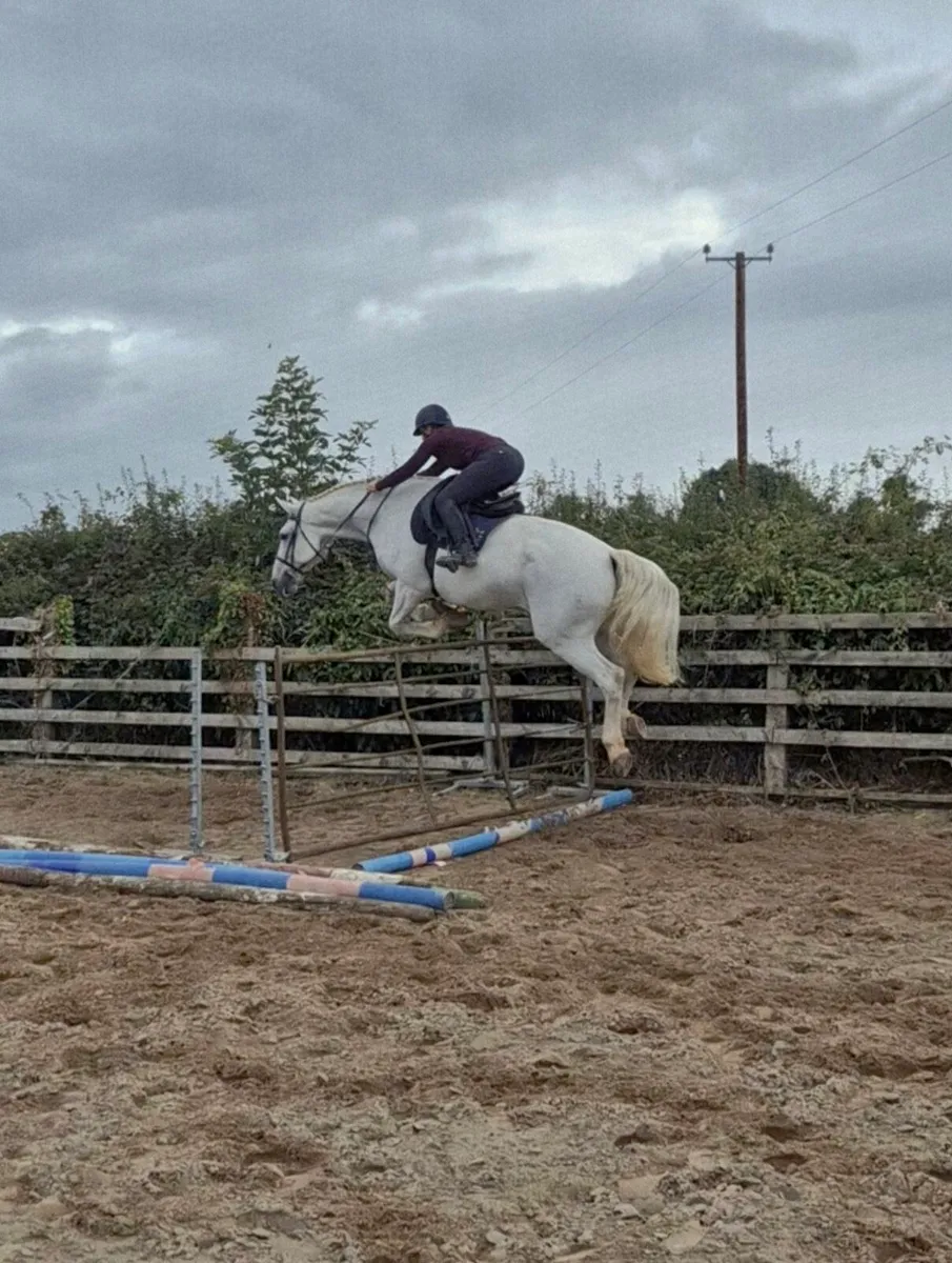 17hh ID Gelding - Image 4