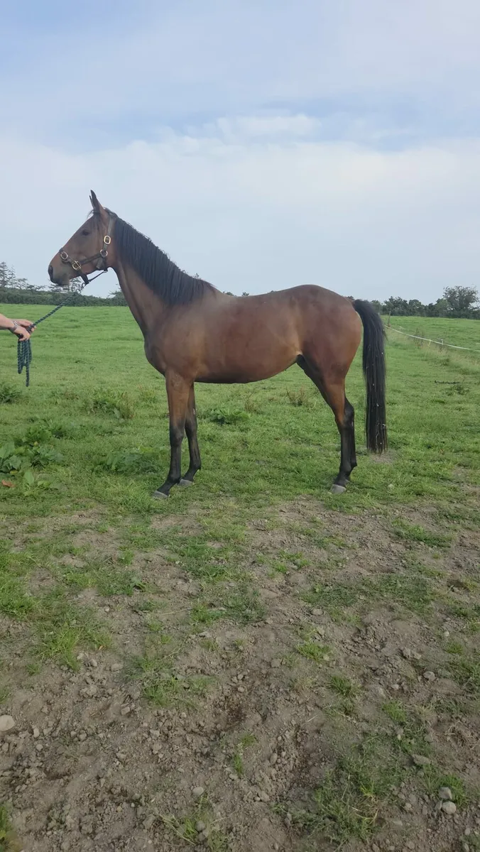 3yo Affinsea - Image 1