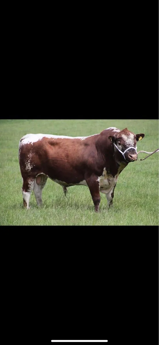 Irish Moiled Bull - Image 1