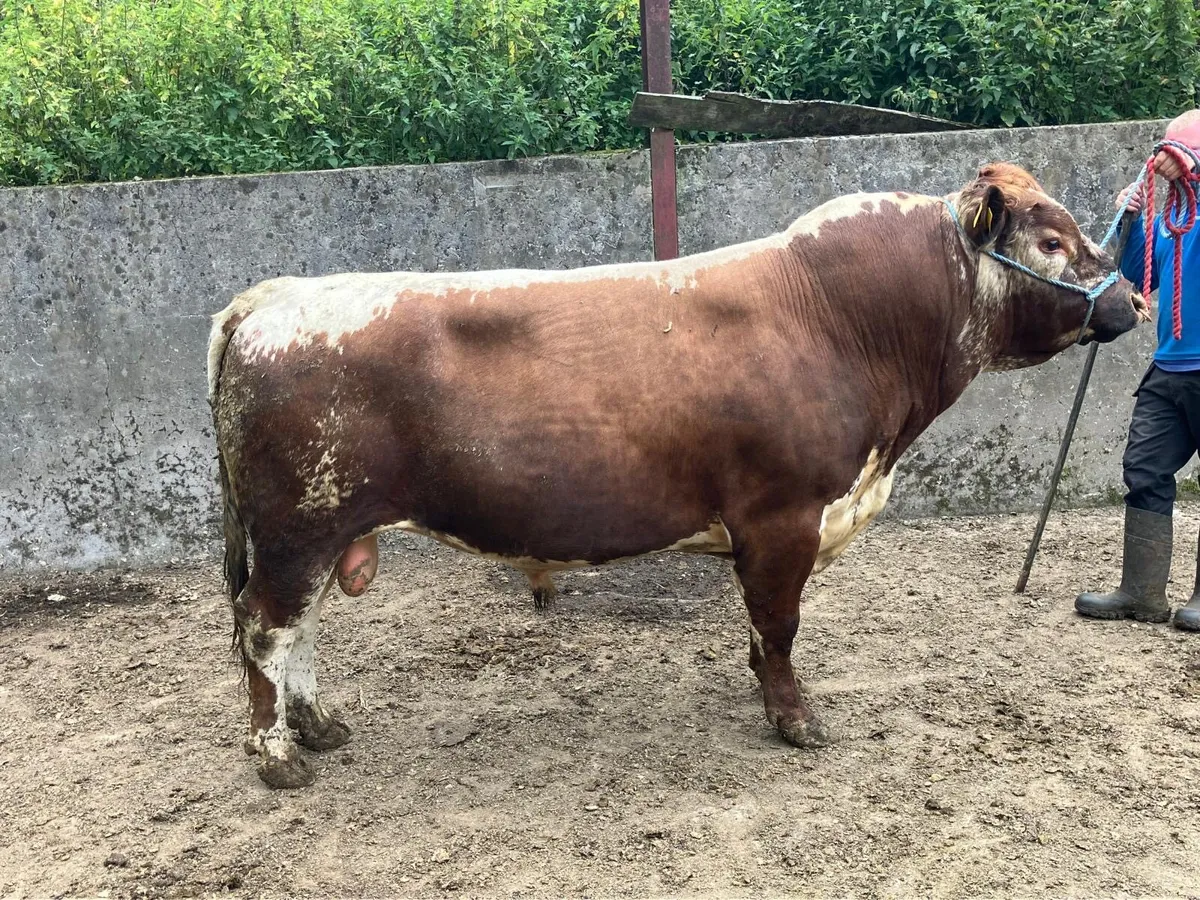Irish Moiled Bull - Image 2