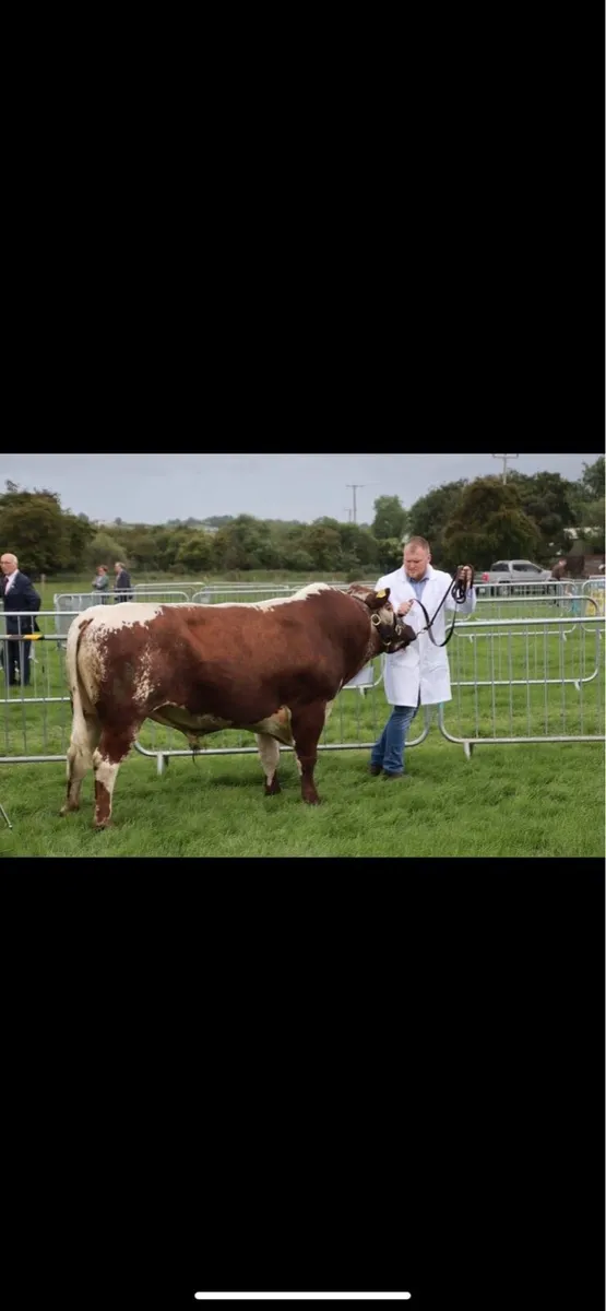 Irish Moiled Bull - Image 3