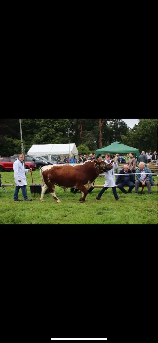 Irish Moiled Bull - Image 4