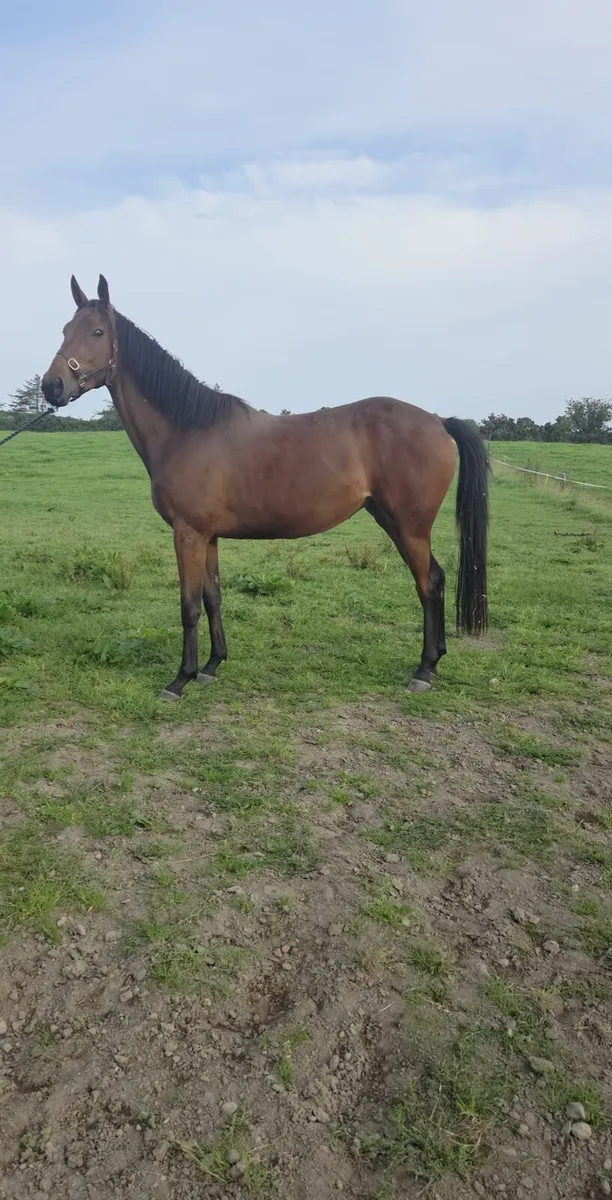 3yo Affinsea - Image 2
