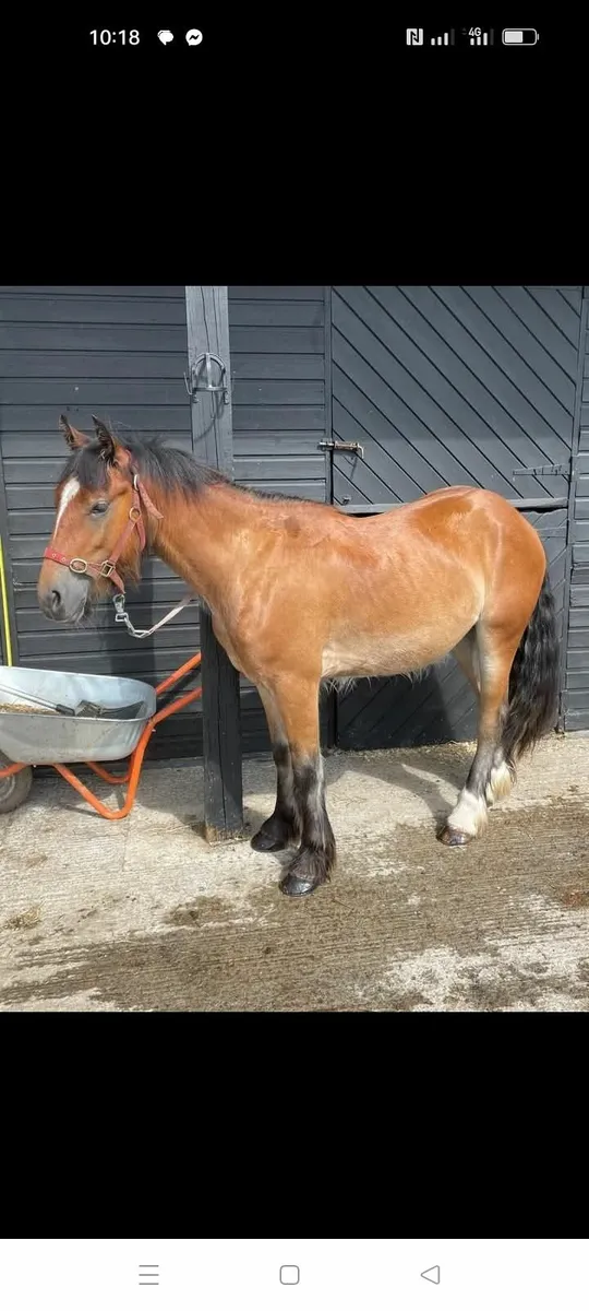 13:2 cob horse pony