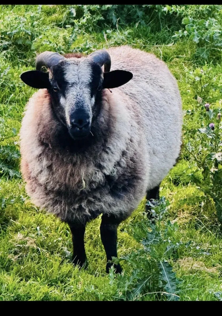 Rare breed Sheep(Torddu Badger&Black Welsh - Image 1