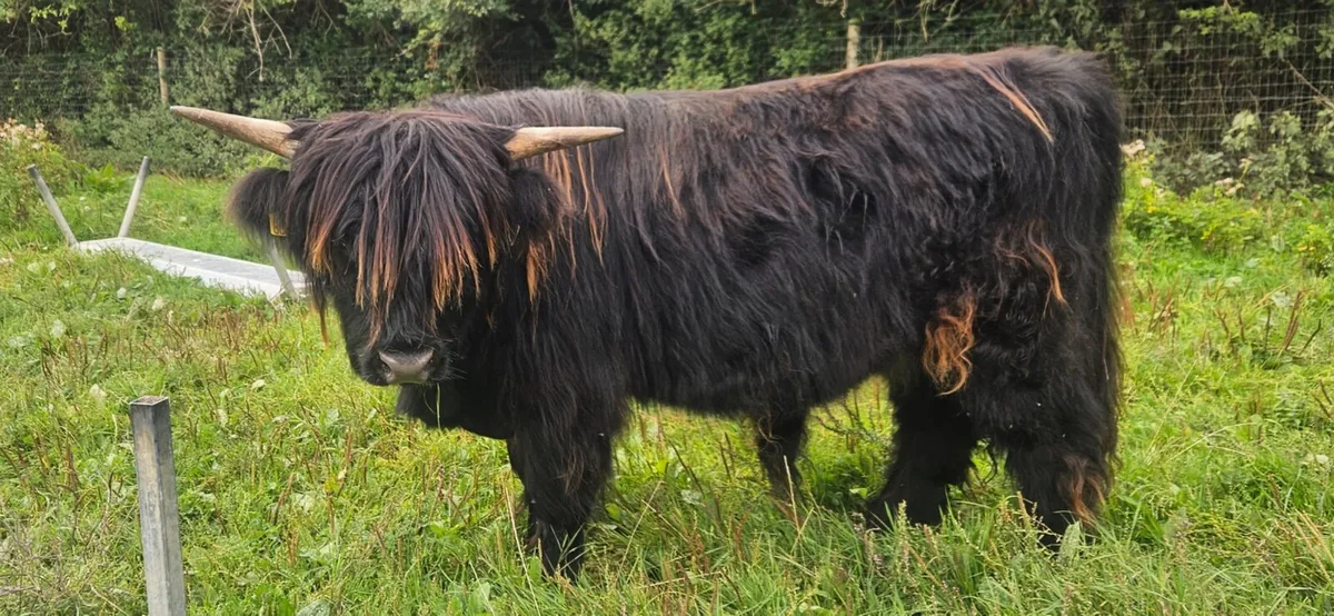 Registered Scottish Highland Bull - Image 2