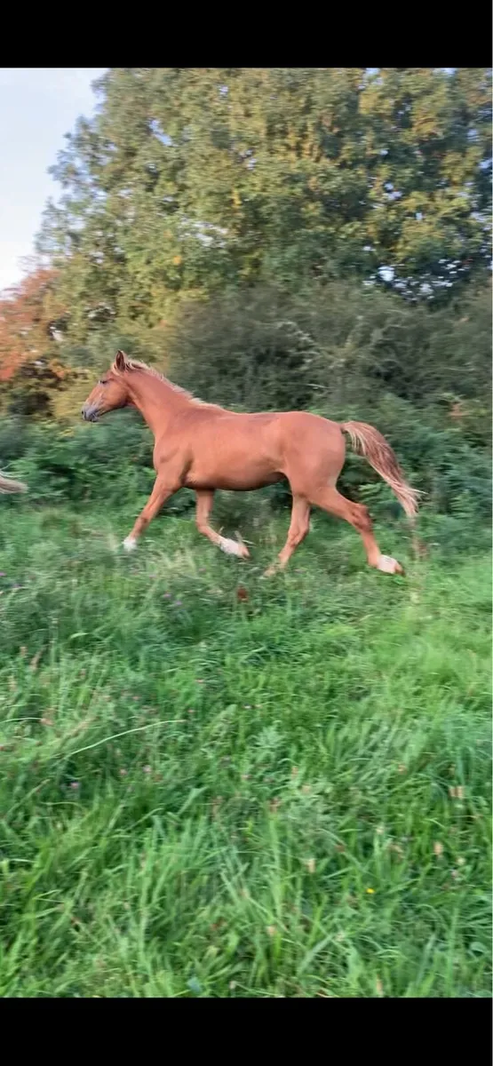 Full draught colt - Image 1