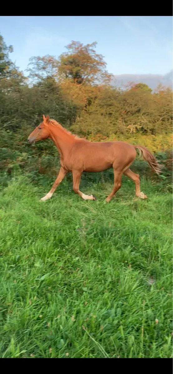 Full draught colt - Image 2