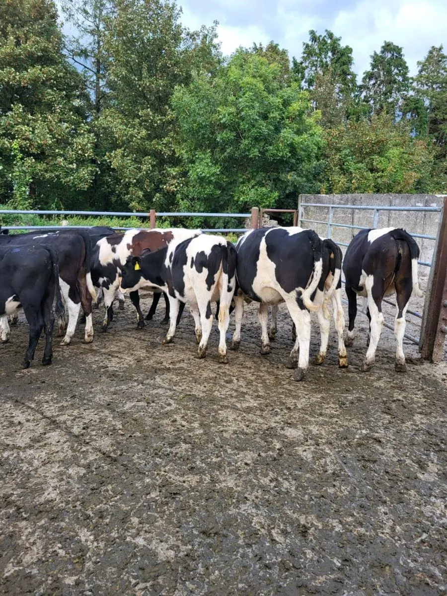 Weanlings - Image 2