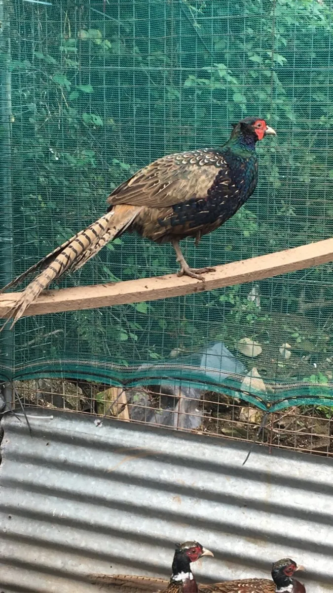Ornamental /Ring Neck Pheasants/ Guinea Fowl - Image 2