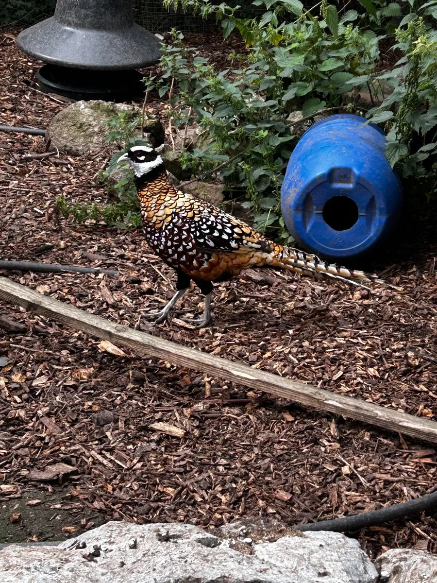 Ornamental /Ring Neck Pheasants/ Guinea Fowl - Image 3