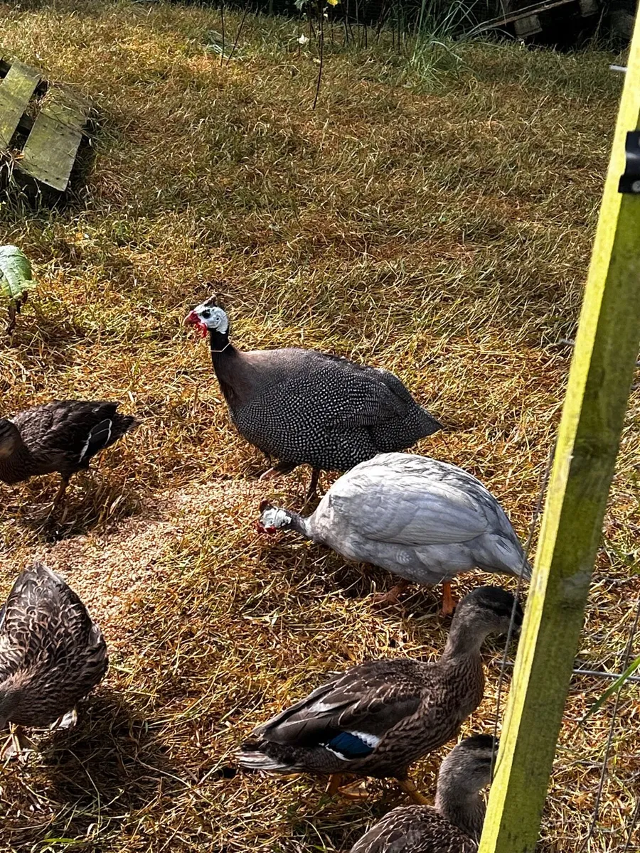 Ornamental /Ring Neck Pheasants/ Guinea Fowl - Image 4