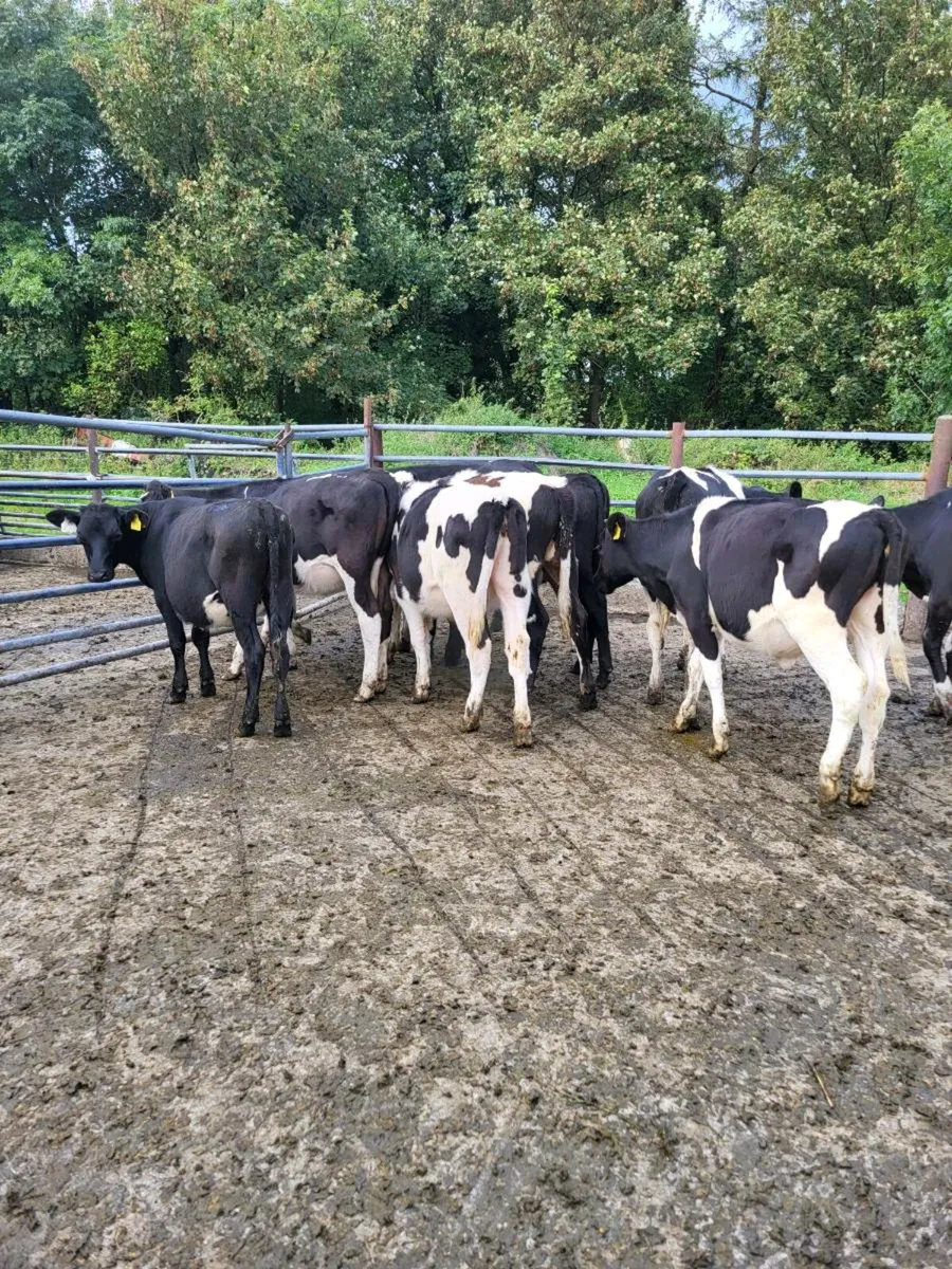 Weanlings - Image 3