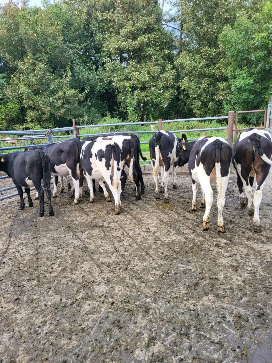 Weanlings - Image 4