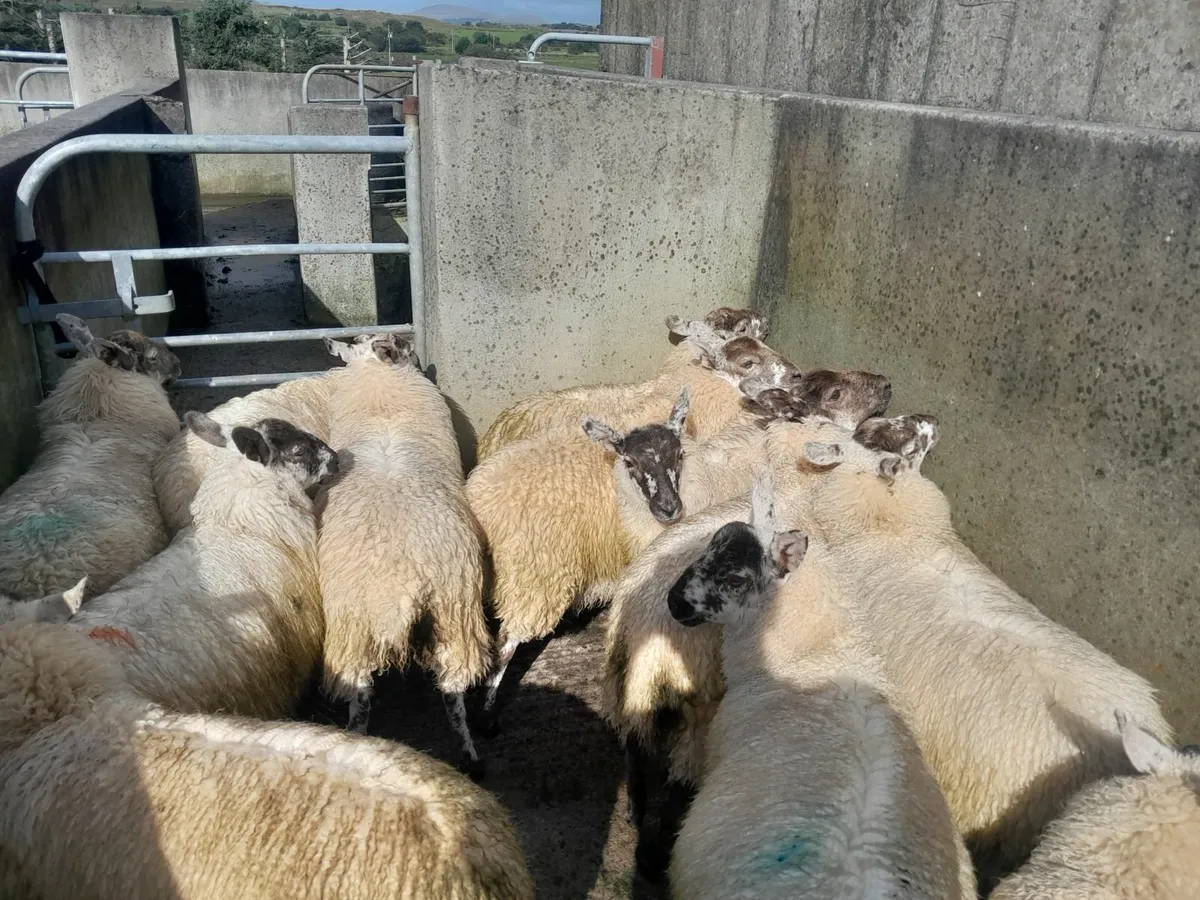 Ewe lambs - Image 1