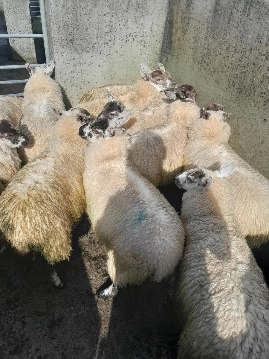 Ewe lambs - Image 2