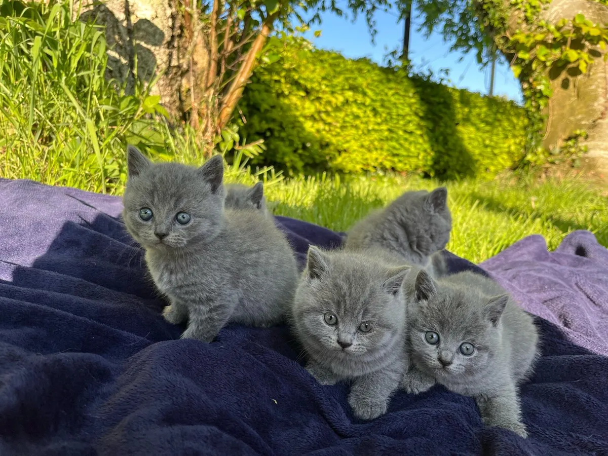 British shorthair kittens
