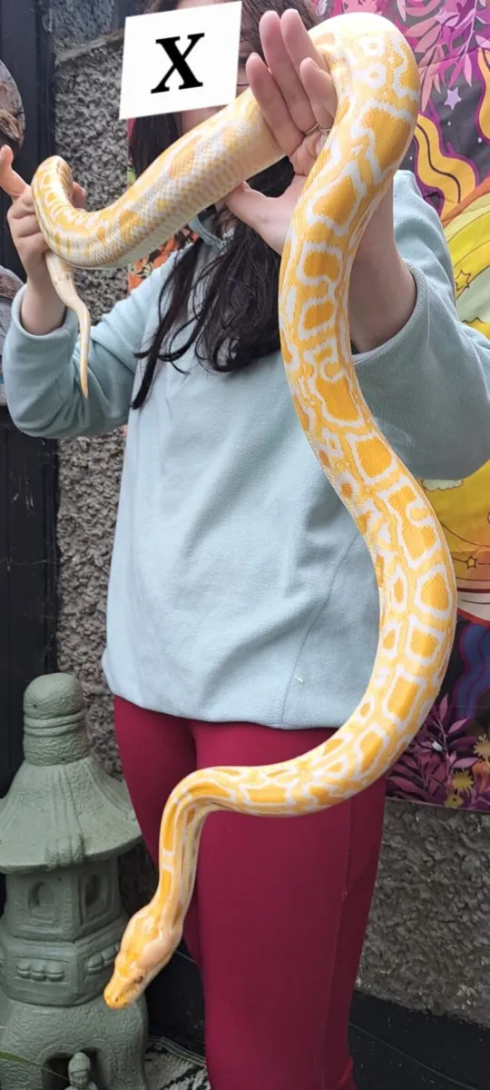 Albino Burmese Python - Image 2